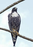 White-tailed Hawk