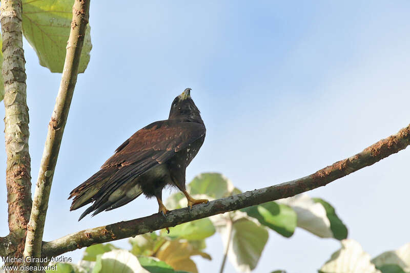 Short-tailed Hawksubadult, pigmentation