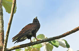 Short-tailed Hawk