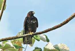 Short-tailed Hawk