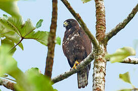 Short-tailed Hawk