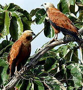 Black-collared Hawk