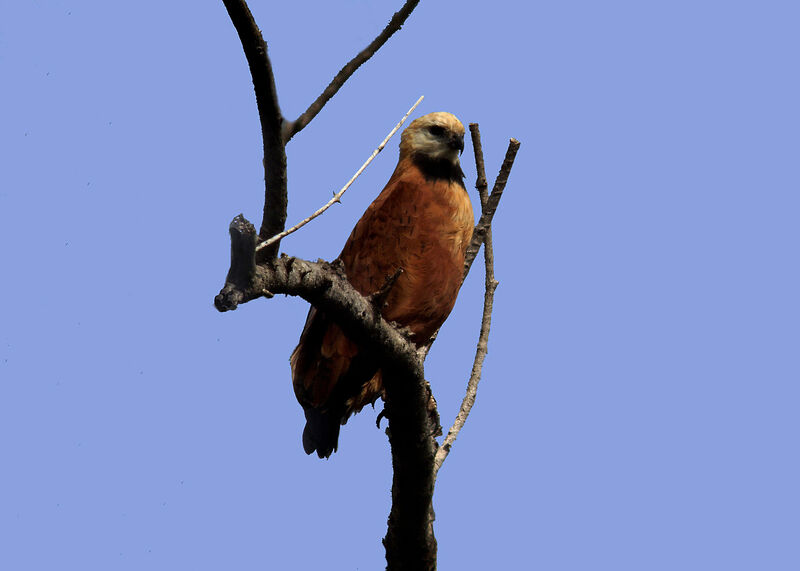 Black-collared Hawk, identification