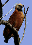 Black-collared Hawk