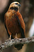 Black-collared Hawk