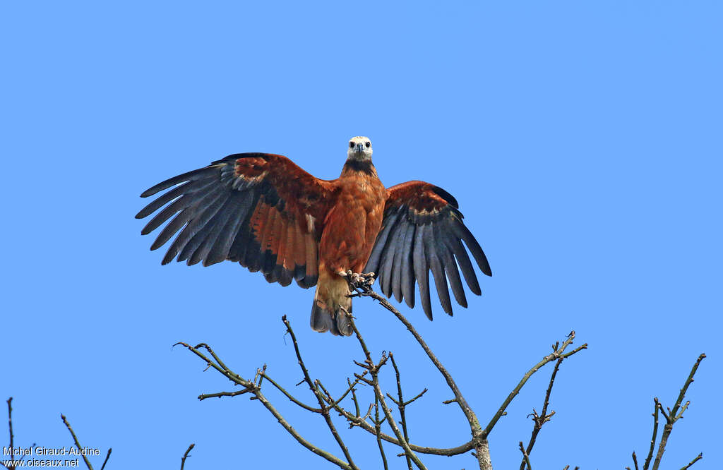 Black-collared Hawkadult, aspect, pigmentation, Behaviour