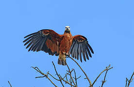 Black-collared Hawk