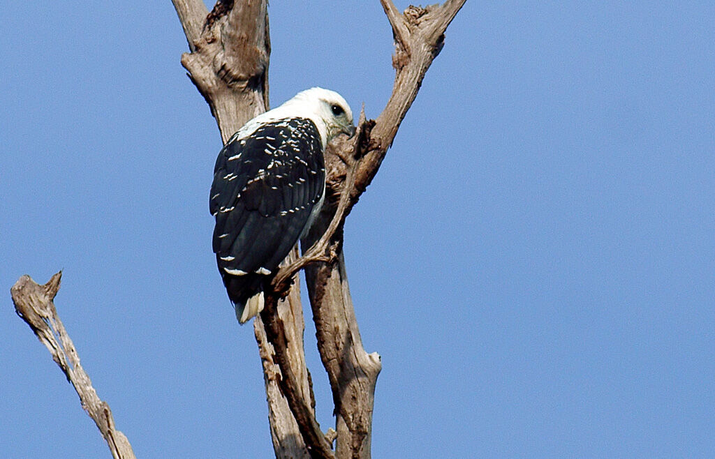 White Hawk