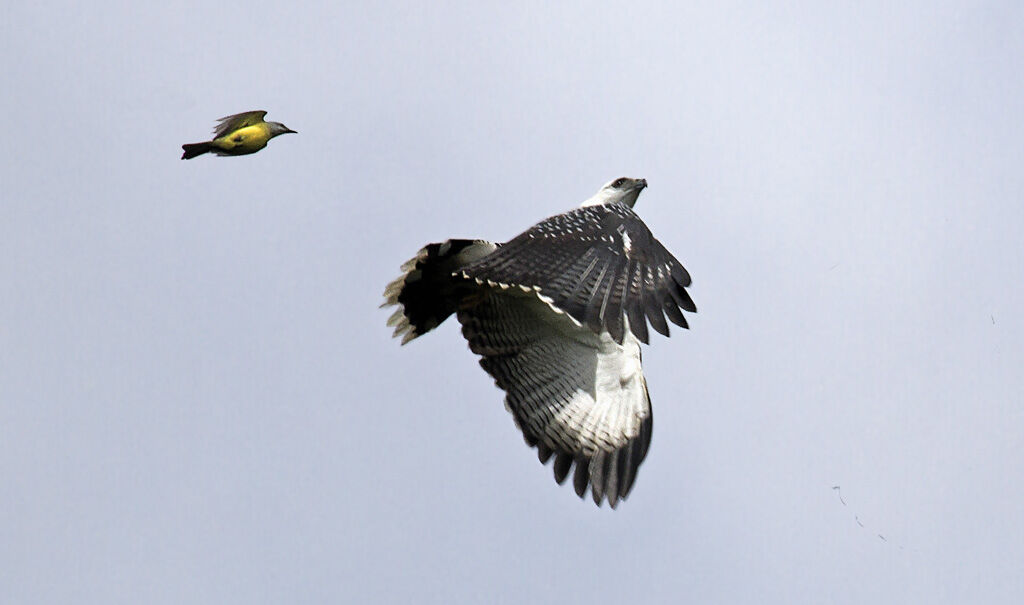 White Hawk, Flight