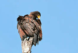 Rufous Crab Hawk