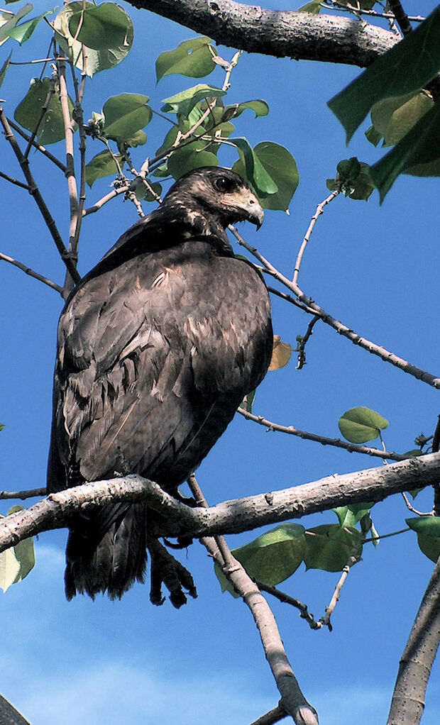 Rufous Crab Hawk