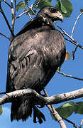 Rufous Crab Hawk