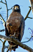 Rufous Crab Hawk