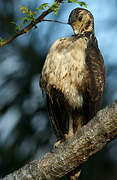 Rufous Crab Hawk
