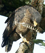 Rufous Crab Hawk