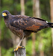 Rufous Crab Hawk