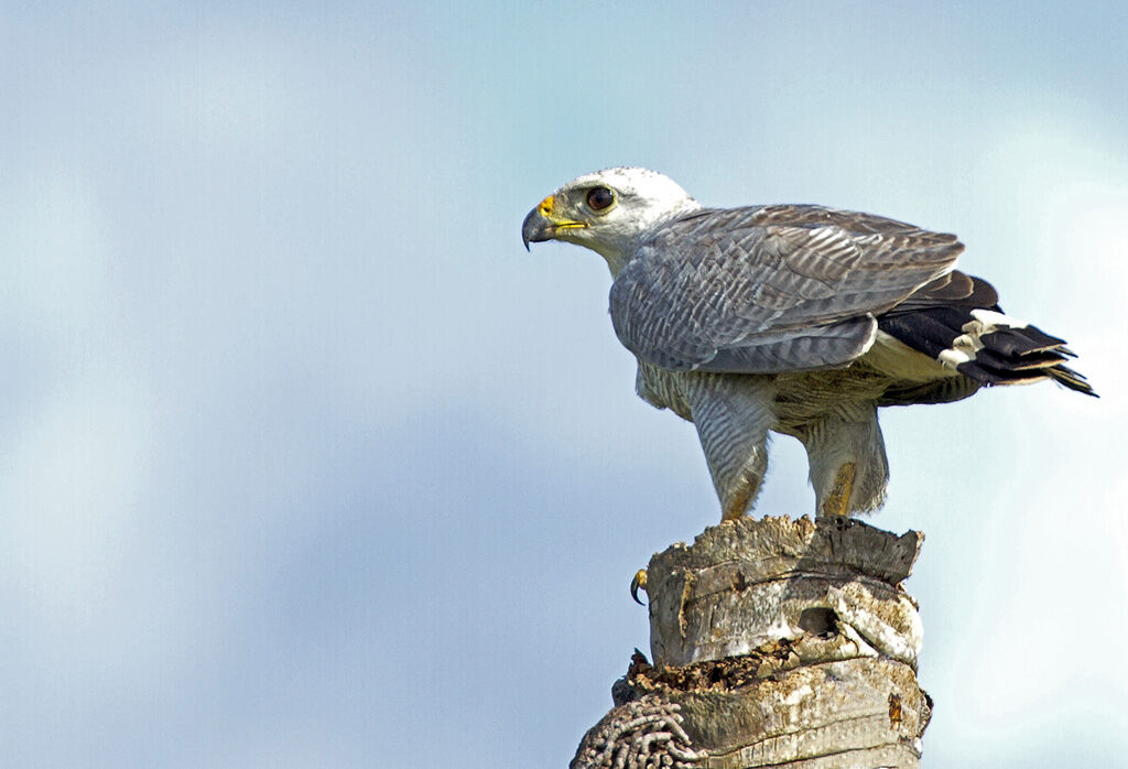 Grey-lined Hawkadult