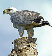 Grey-lined Hawk