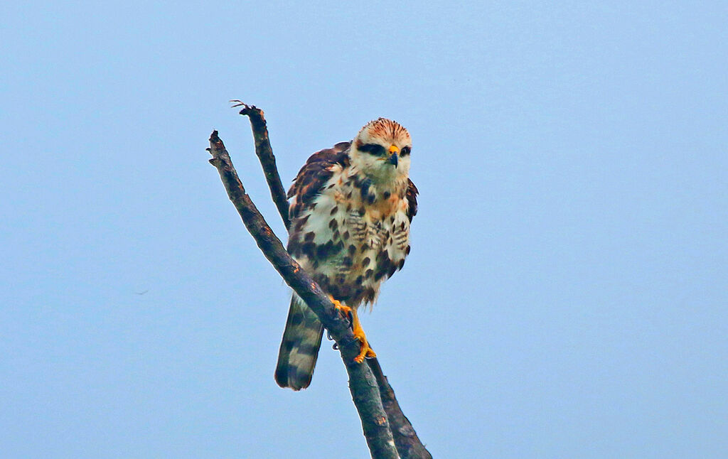 Grey-lined Hawkjuvenile