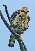 Grey-lined Hawk