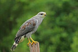 Grey-lined Hawk