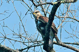 Grey-lined Hawk