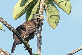 Grey-lined Hawk