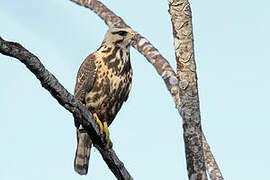 Grey-lined Hawk