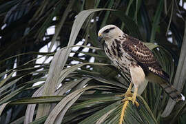 Grey-lined Hawk