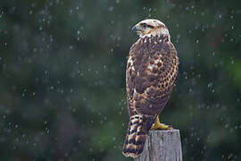 Grey-lined Hawk