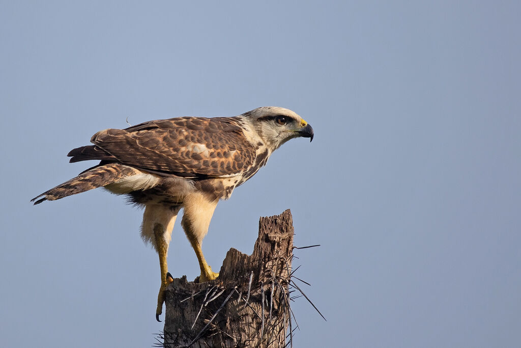 Grey-lined Hawk