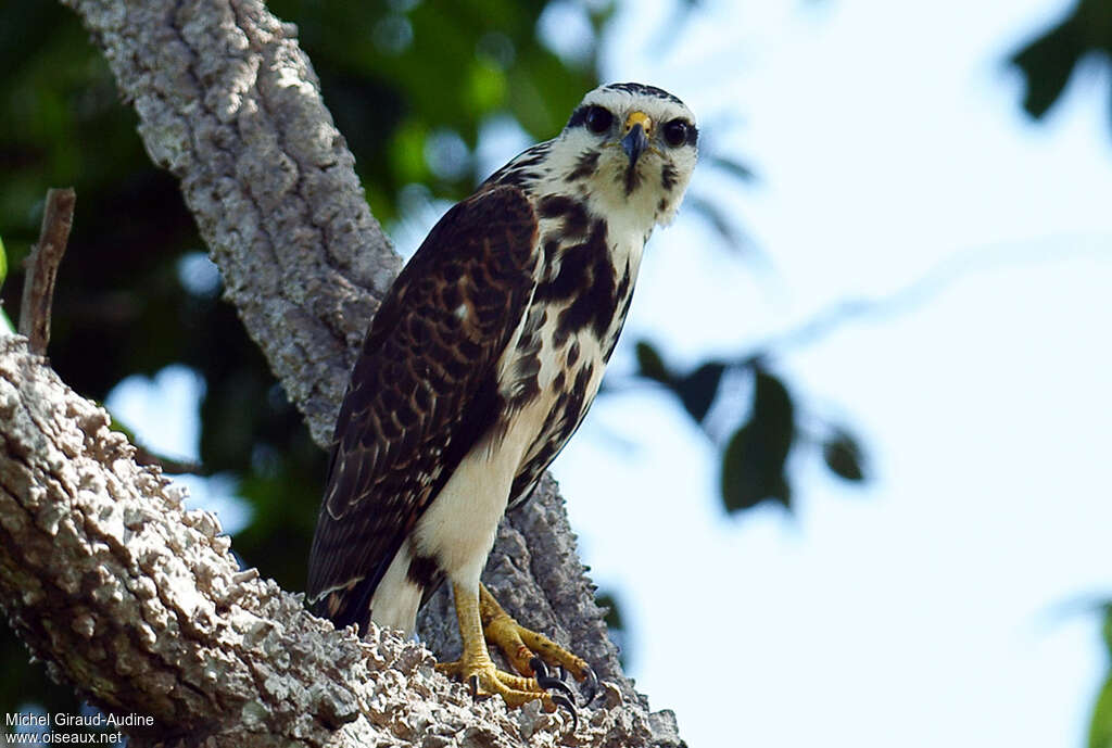 Grey-lined Hawkjuvenile, close-up portrait