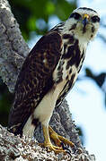 Grey-lined Hawk