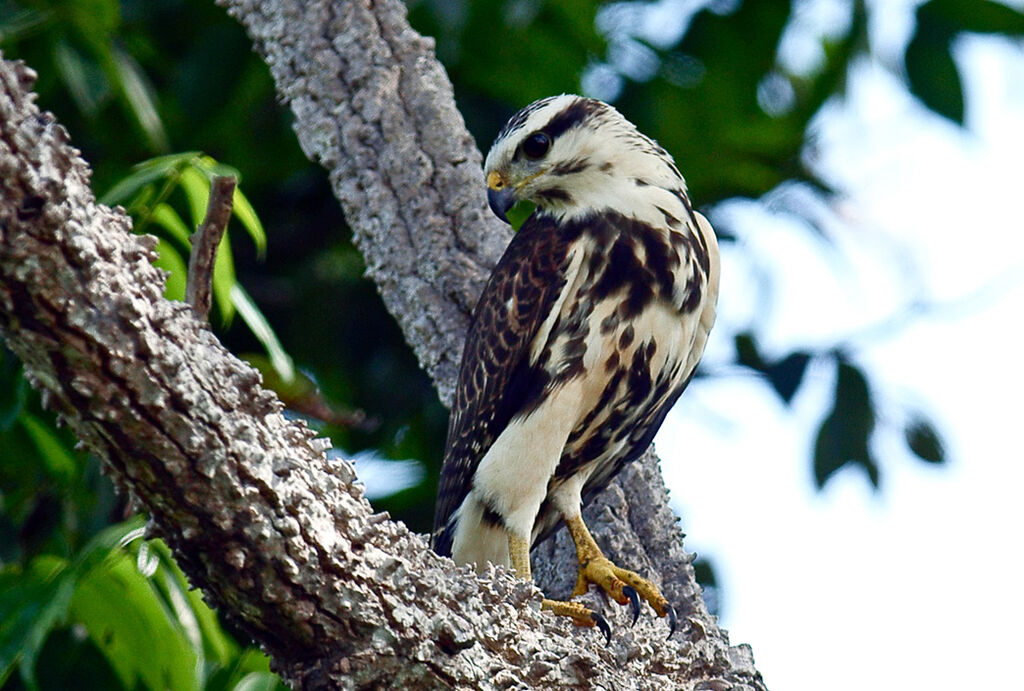 Grey-lined Hawkjuvenile