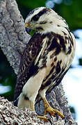 Grey-lined Hawk