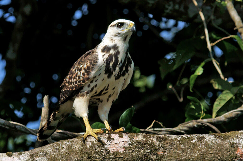 Grey-lined Hawkjuvenile