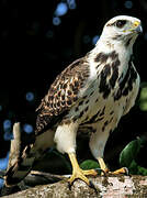 Grey-lined Hawk