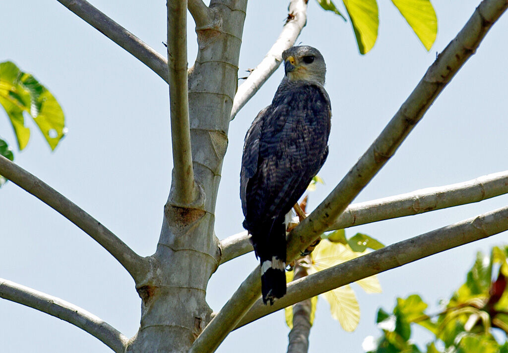 Grey-lined Hawksubadult