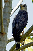 Grey-lined Hawk