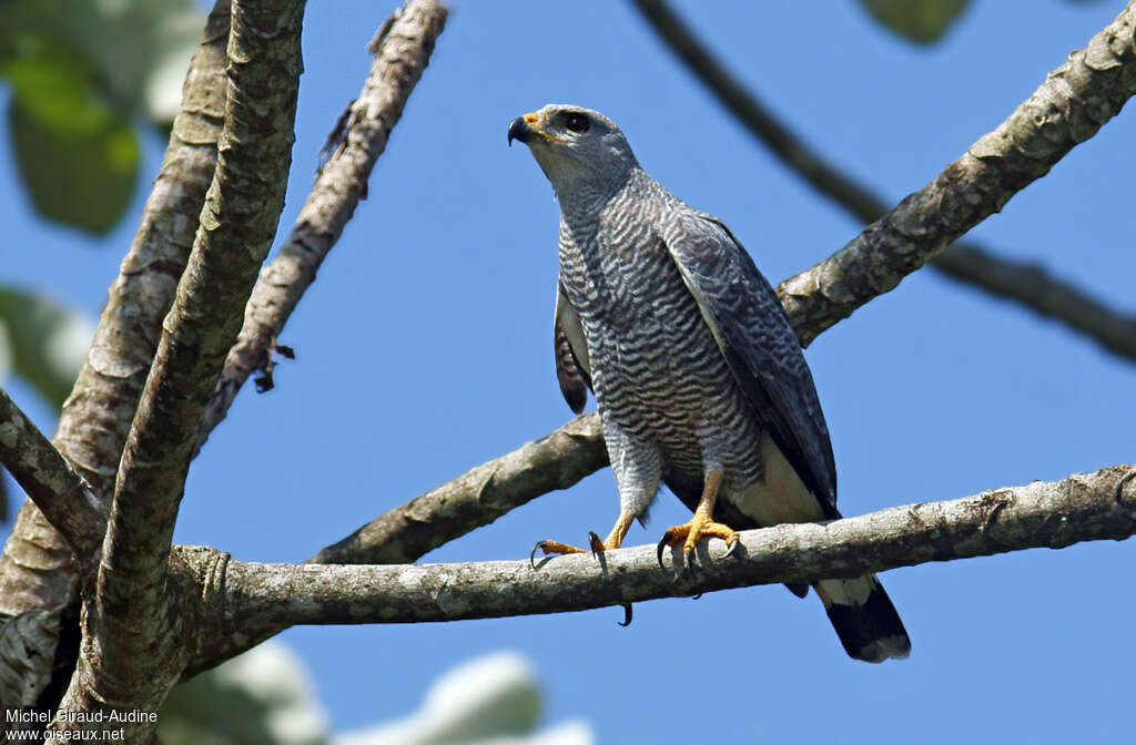 Grey-lined Hawkadult, identification