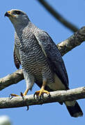 Grey-lined Hawk