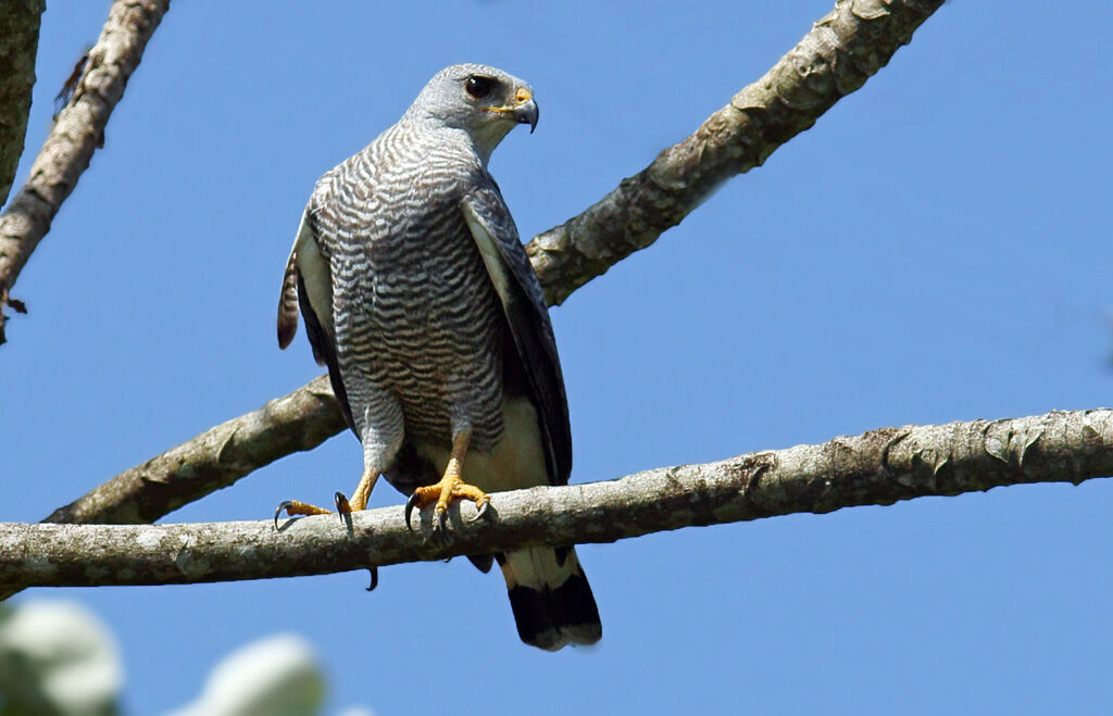 Grey-lined Hawkadult