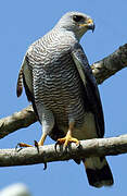 Grey-lined Hawk