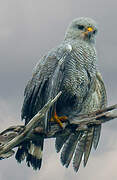 Grey-lined Hawk