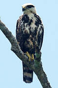 Grey-lined Hawk