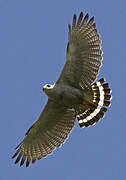 Grey-lined Hawk