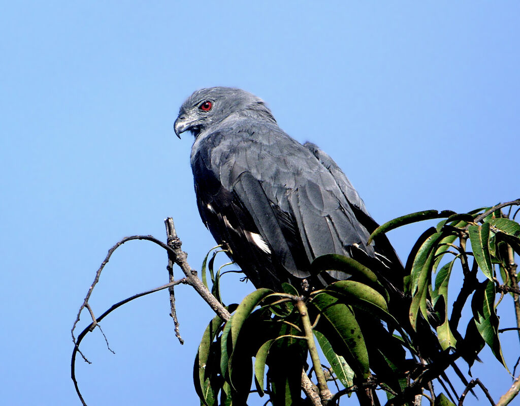 Crane Hawkadult, identification