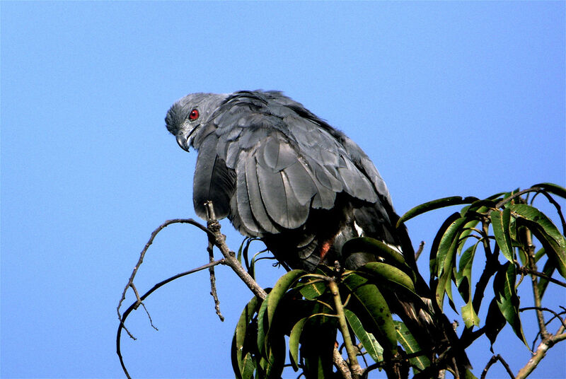 Crane Hawk, identification