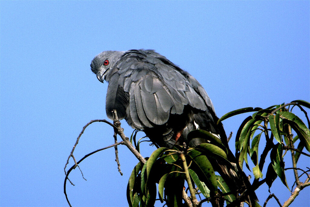 Buse échasse, identification