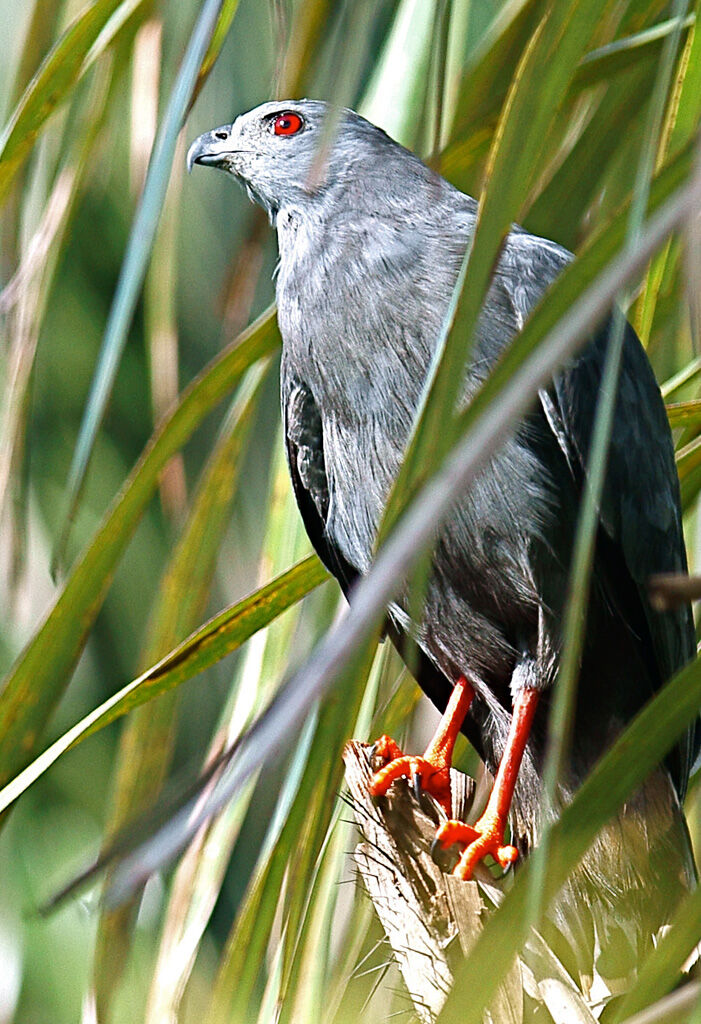 Crane Hawk